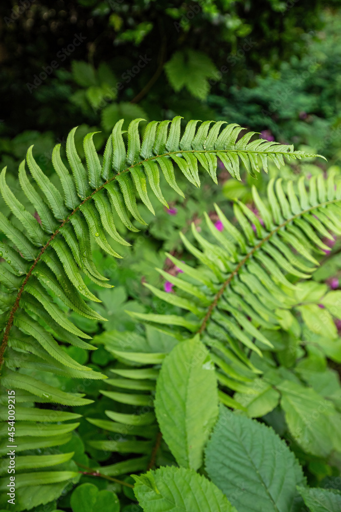 custom made wallpaper toronto digitalbackground of big green fern leaves filled garden in the park