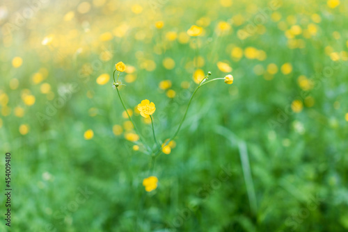 Yellow flowers of buttercup mountain Ranunculus montanus.