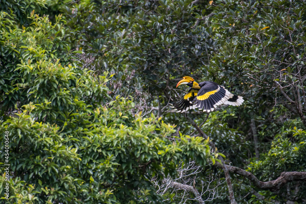 The Great Hornbill flying in the forest. The Great Hornbill flying in the forest.