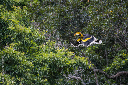 The Great Hornbill flying in the forest. © sunti