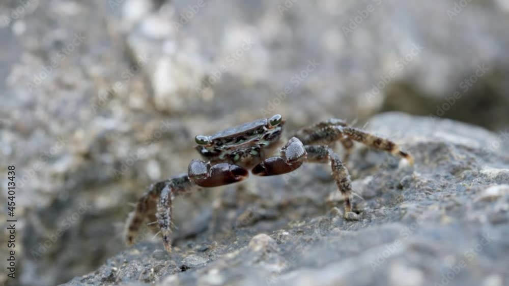 Sea brown crab emerging from a rock hole and blowing bubbles while breathing Sea brown crab emerging from a rock hole and blowing bubbles while breathing