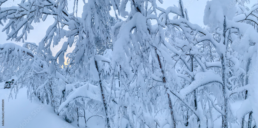 Winter Christmas panorama. Cold winter forest with frozen and snowy branches Winter Christmas panorama. Cold winter forest with frozen and snowy branches