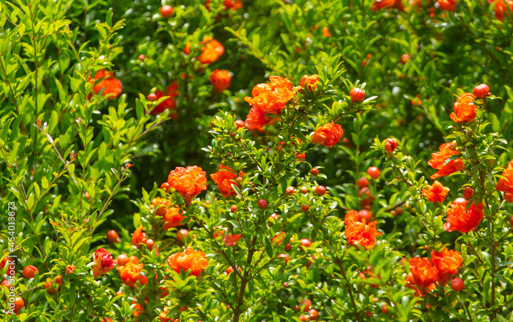 Red flowers on the pomegranate tree in nature.