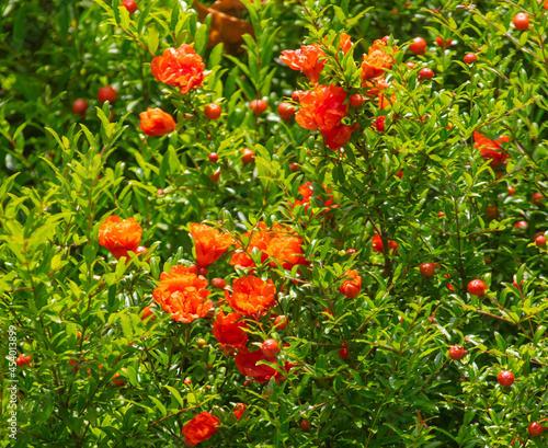 Red flowers on the pomegranate tree in nature.