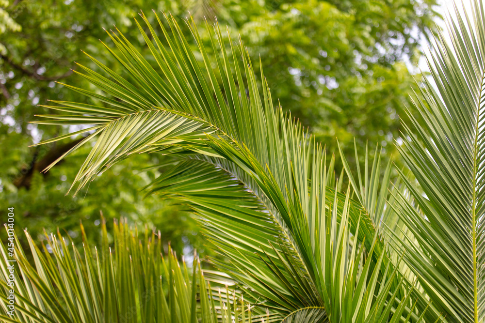 Green leaves of a palm tree as a background. Green leaves of a palm tree as a background.