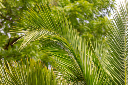 Green leaves of a palm tree as a background. © schankz