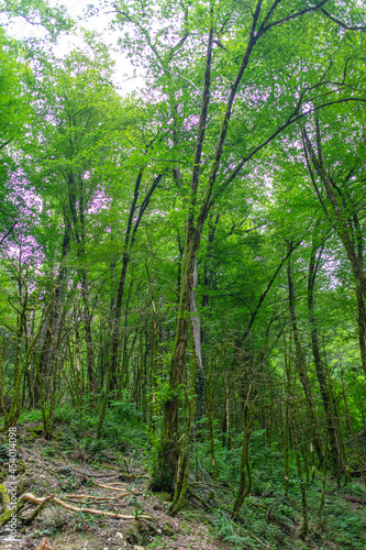 Green trees in the Caucasus mountains.