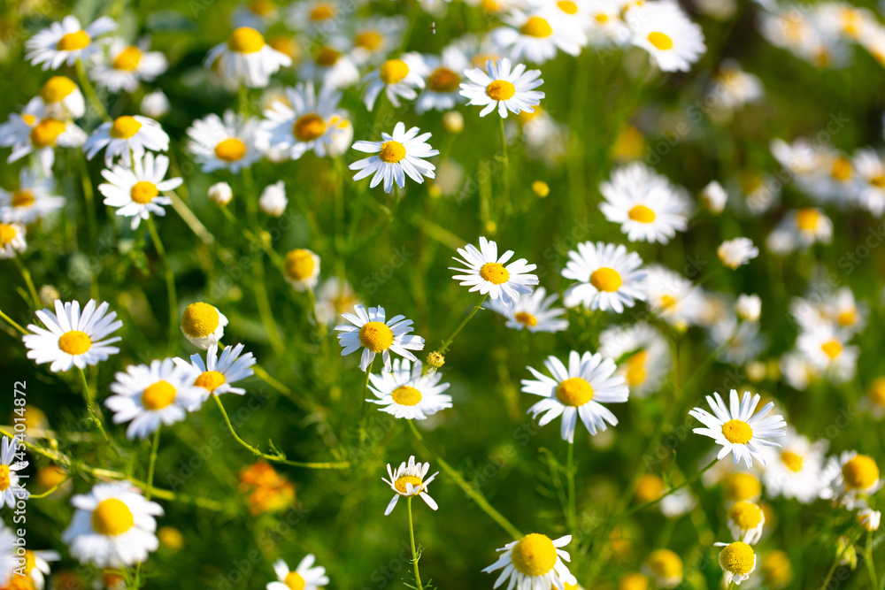 Beautiful chamomile flowers in nature. Beautiful chamomile flowers in nature.