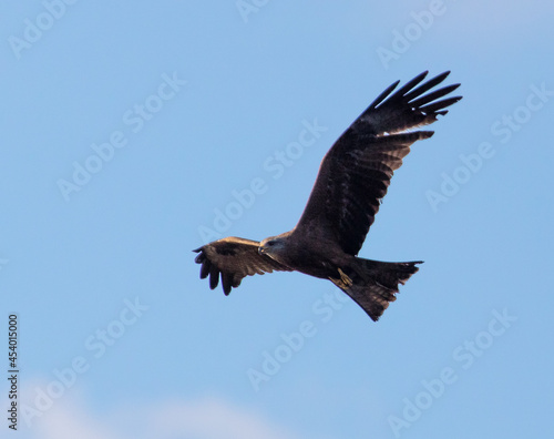 Eagle in flight against the blue sky.