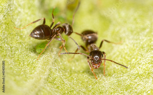 Close-up of an ant and aphid on a tree leaf.