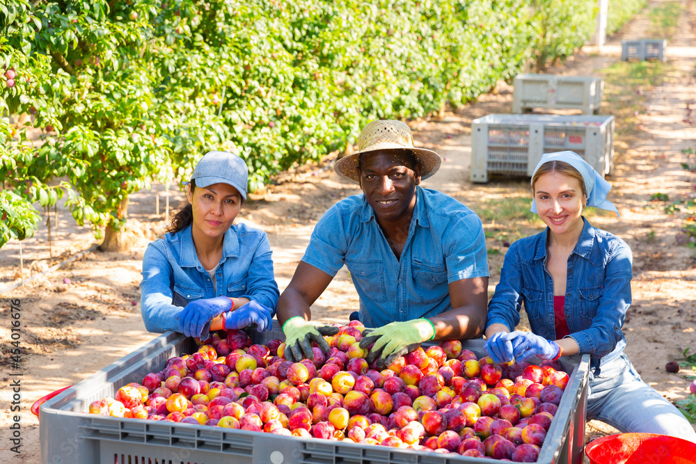 Obraz premium International group of smiling farm workers posing with big plastic box full of sweet ripe plums at orchard