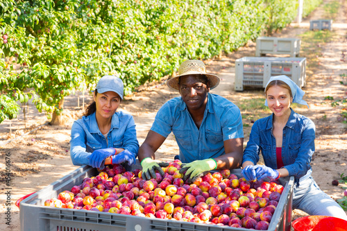 International group of smiling farm workers posing with big plastic box full of sweet ripe plums at orchard