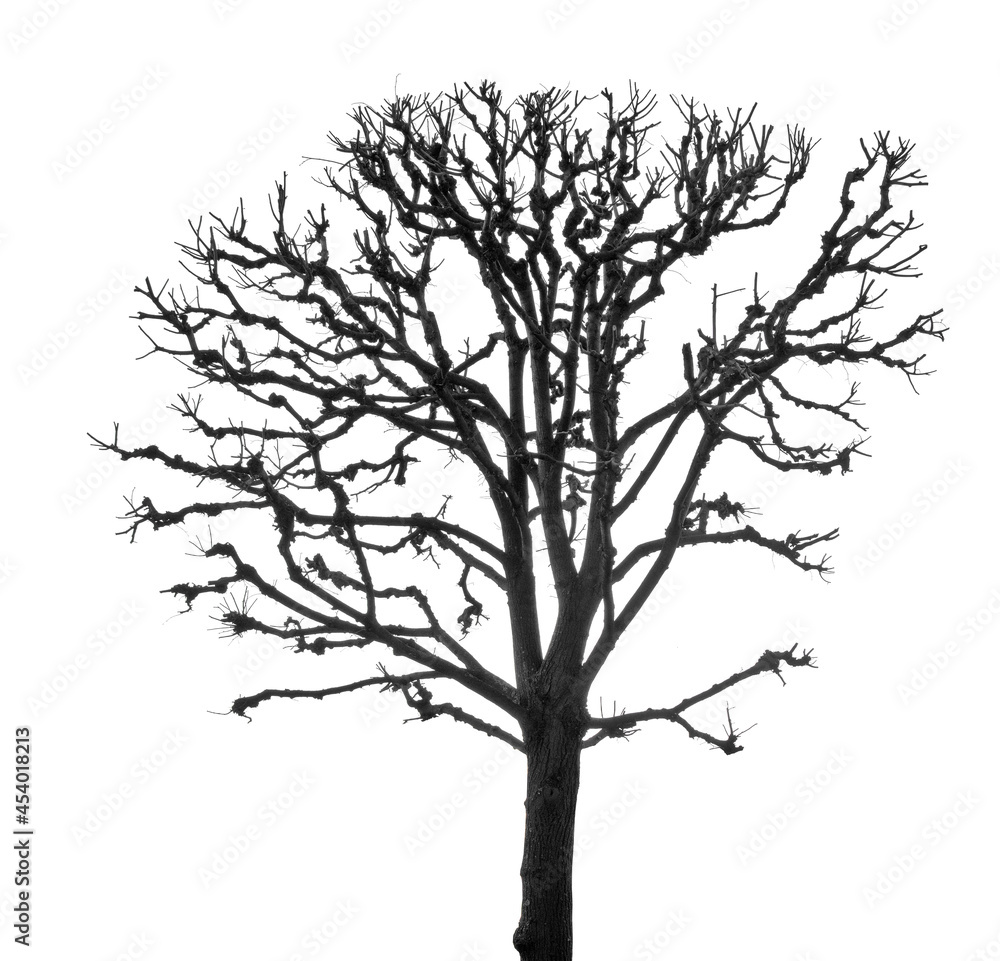 winter grey large bare isolated tree winter grey large bare isolated tree