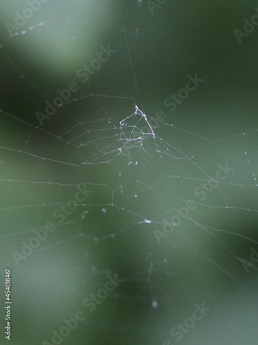 Cobweb on a background of green forest