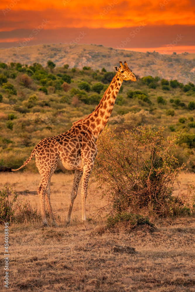 Fototapeta premium Giraffe in front Amboseli national park Kenya masai mara.(Giraffa reticulata) sunset.