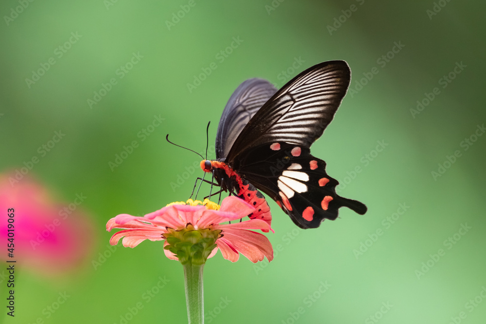 Fototapeta premium Butterfly on red flower in the garden