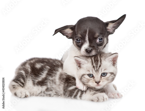 Friendly tiny chihuahua puppy hugs a tabby kitten. Pets look at camera together. isolated on white background