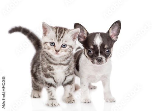 Curious tabby kitten and tiny chihuahua puppy stand together together and look at camera. isolated on white background