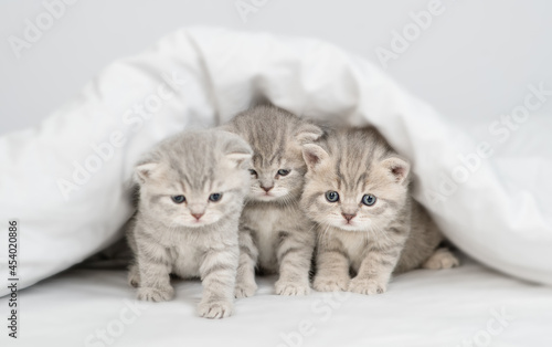 Three kittens sit under a warm blanket on a bed at home