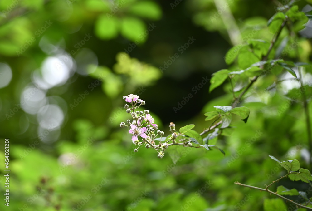 mûre sauvage...floraison mûre sauvage...floraison