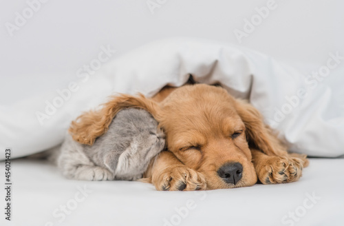 Young English Cocker spaniel puppy hugs sleeping kitten. Pets sleep together under white warm blanket on a bed at home