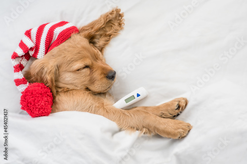Sick English Cocker spaniel puppy wearing warm pink hat sleeps on a bed at home with a thermometer under the paw. Top down view. Empty space for text