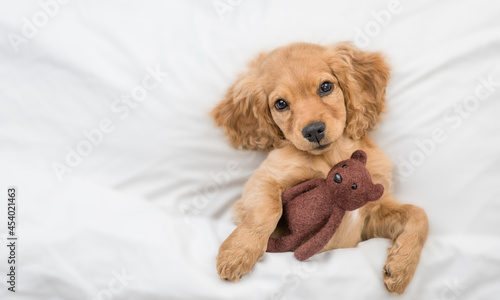 Cozy English Cocker spaniel puppy lying on a bed at home and hugs toy bear. Top down view. Empty space for text