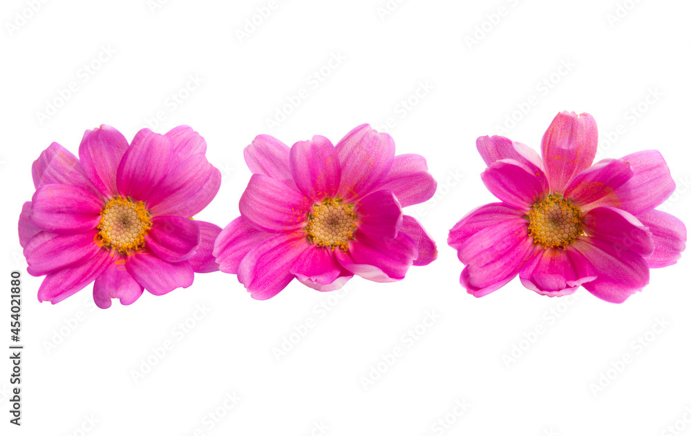 pink chamomile isolated pink chamomile isolated