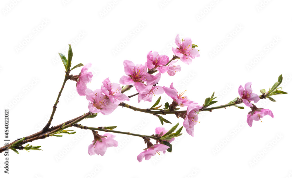 Obraz premium sakura branch isolated