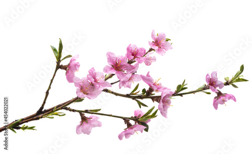 sakura branch isolated