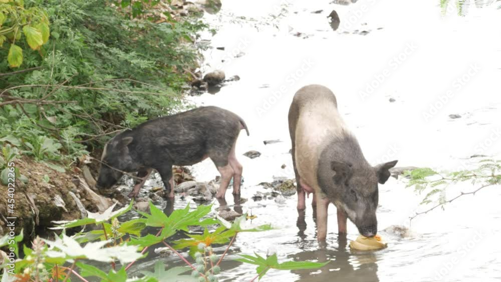 Macro shot of pigs eating waste products at shore of water canal Macro shot of pigs eating waste products at shore of water canal