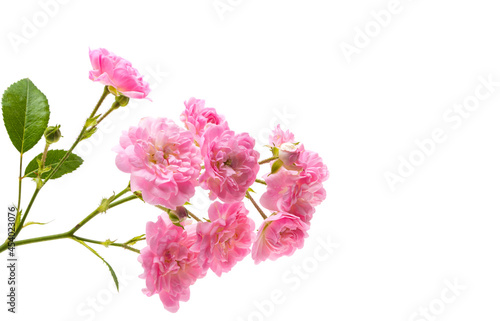 small pink roses isolated