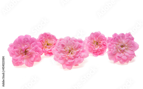 small pink roses isolated