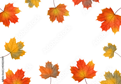 Autumn maple leaves on a white background. Autumn background.
