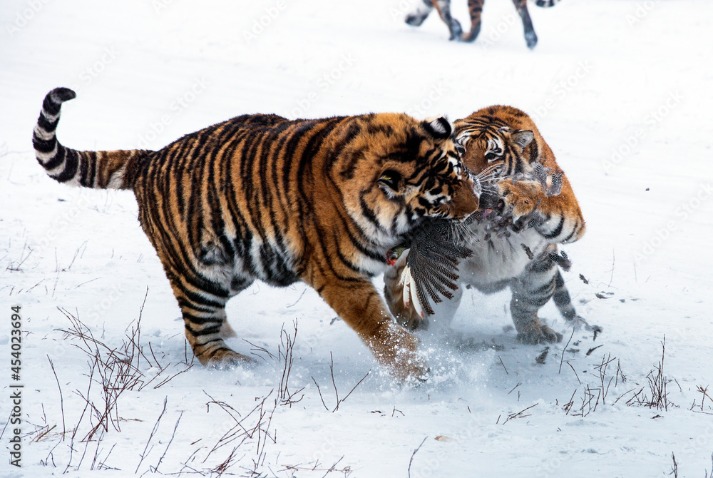 Obraz premium siberian tiger in snow scrambling for prey
