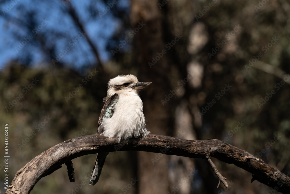 Fototapeta premium Kookaburra on branch
