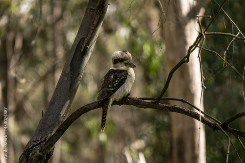 Kookaburra bird on branch