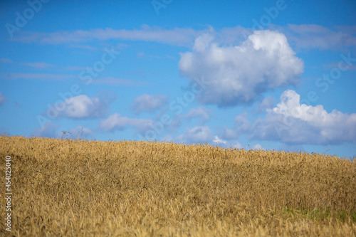 wheat field and sky