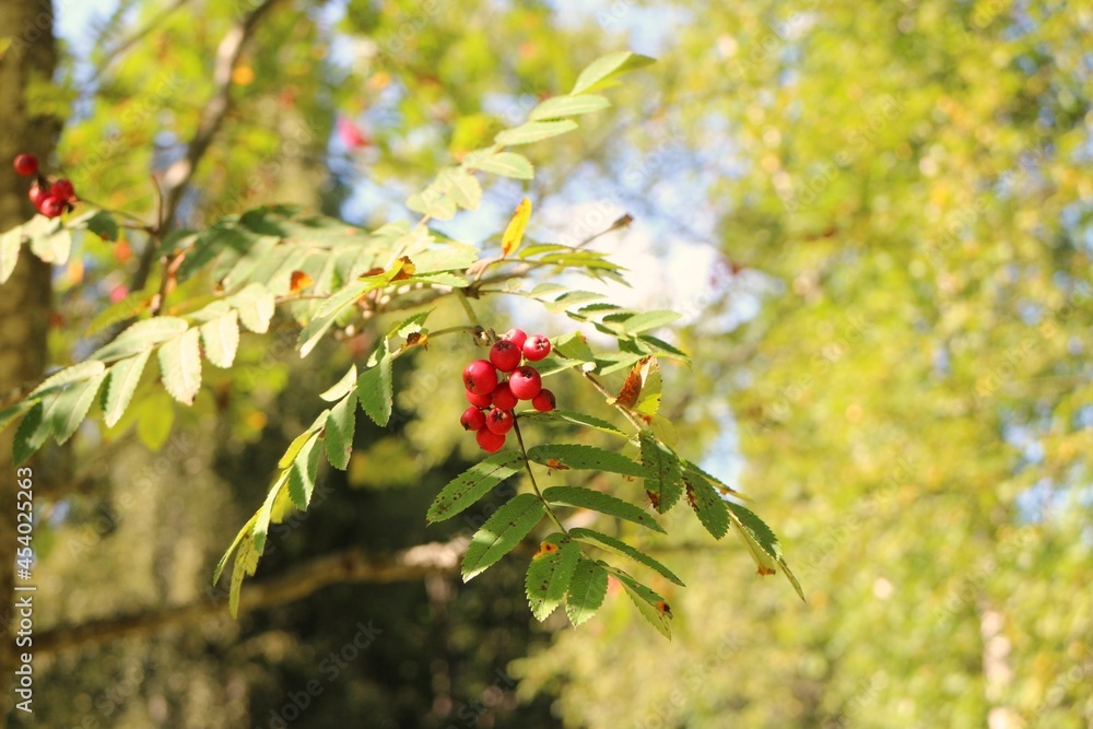 berries of a tree