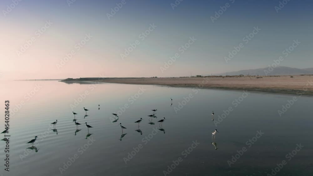 Aerial: Shore birds in the Salton Sea, California, USA Aerial: Shore birds in the Salton Sea, California, USA