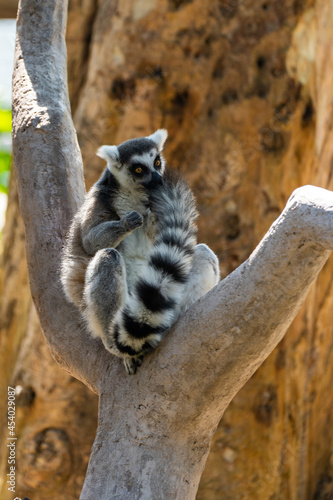 lemur on tree