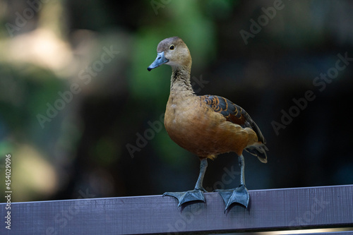 close up of a pheasant