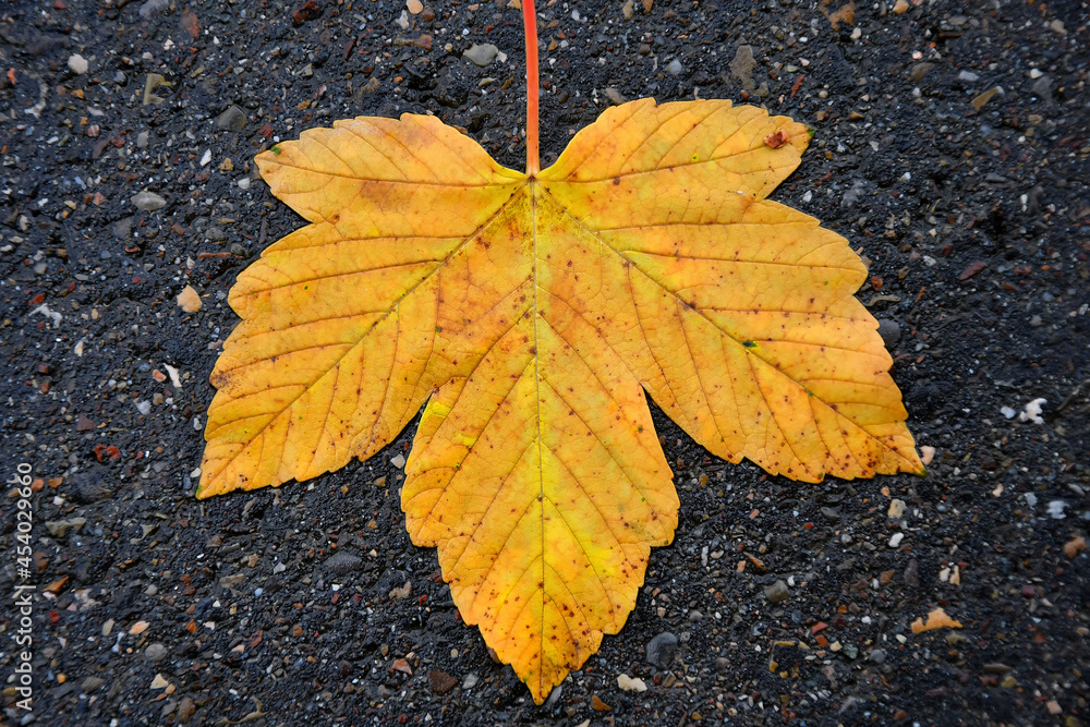 autumnal colored maple leaf on a wet street autumnal colored maple leaf on a wet street
