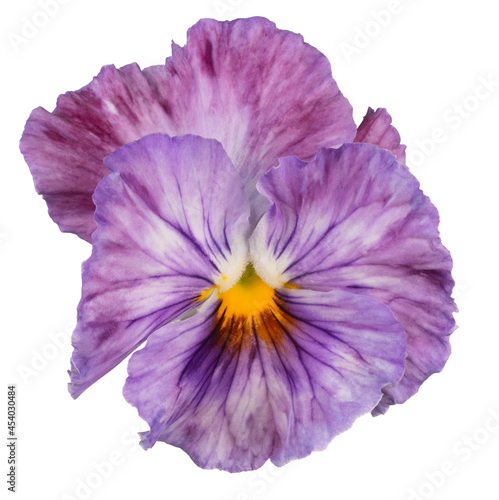 pansy flower isolated © _Vilor