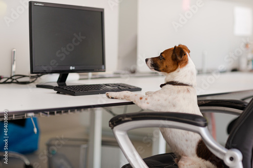 Dog sitting at desk in office © KOTO