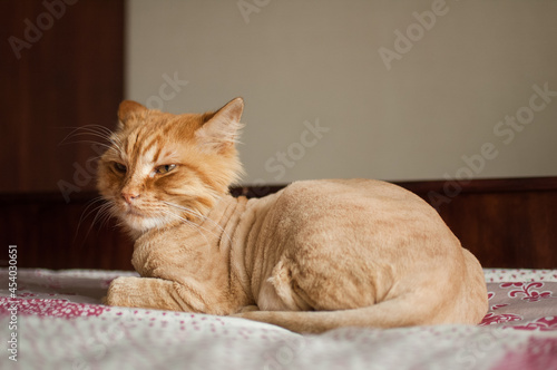 Domestic cat with ginger fur is lying on the bed after grooming and trimming during summer, animal care concept