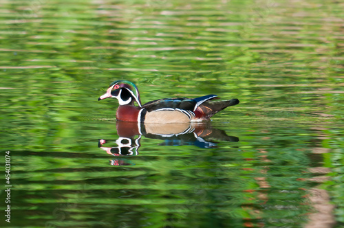 duck on the lake