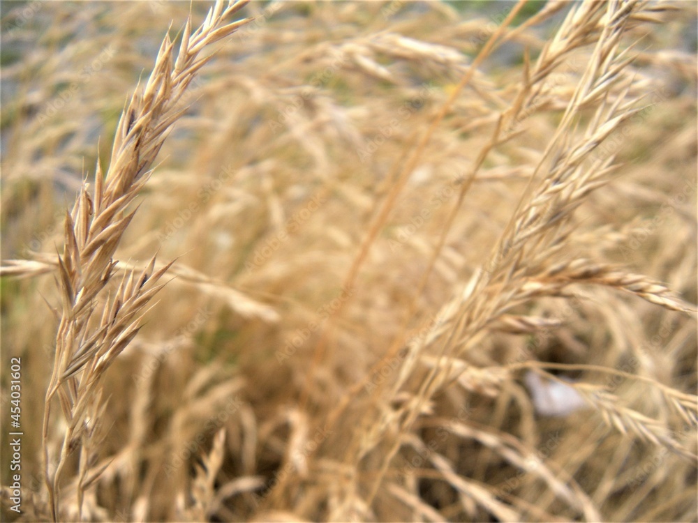 Fototapeta premium Grashalme