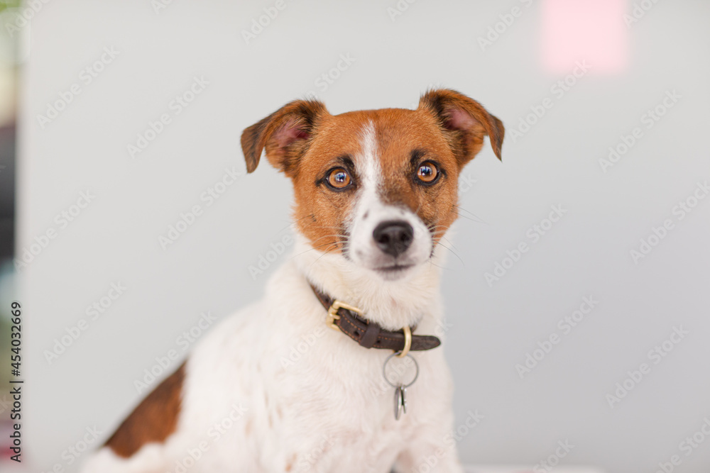 Portrait of dog Portrait of dog