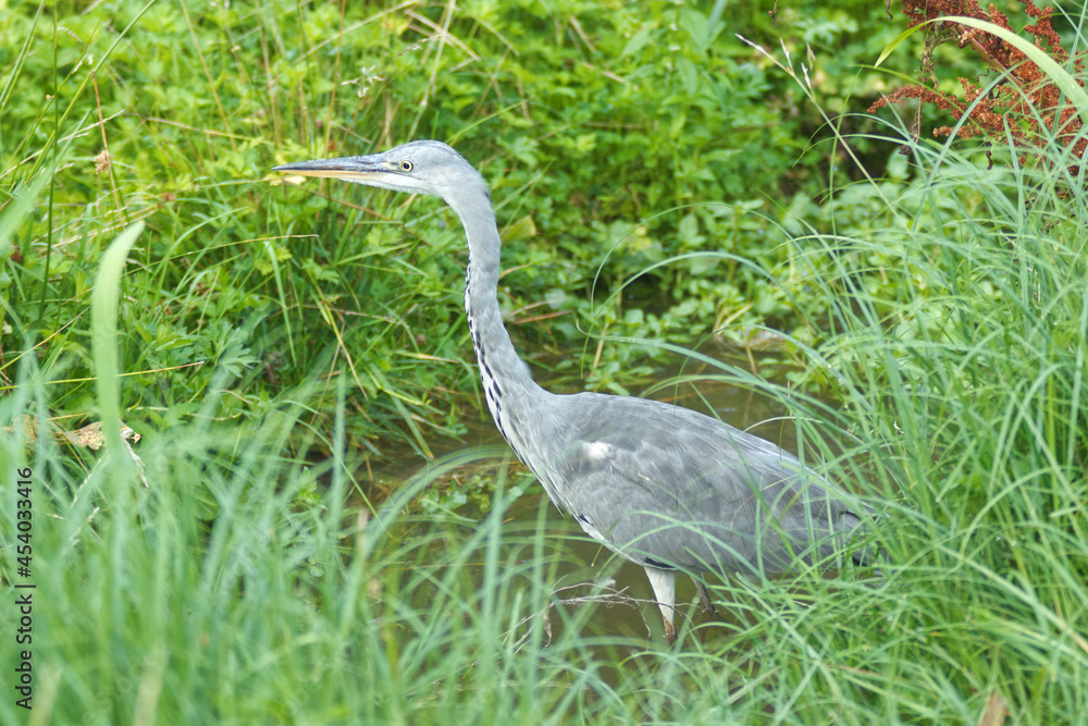 Ardea cinerea, gray heron walking on the lake shore. Great heron fishing in the morning sun in the reeds on the shore of the pond. Ardea cinerea, gray heron walking on the lake shore. Great heron fishing in the morning sun in the reeds on the shore of the pond.